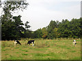 NU0040 : Young cattle grazing near Old Dryburn by Graham Robson