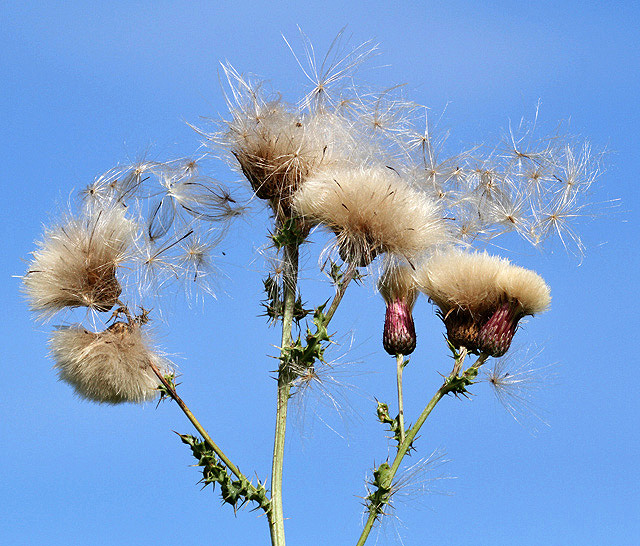 Thistle heads