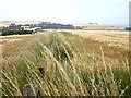 NO7564 : A dividing fence between two cornfields by Stanley Howe