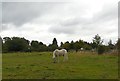 TQ3429 : Sheep at Knowles Farm by Paul Gillett