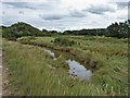 SZ7799 : Natural drain, West Wittering coast by Rob Farrow