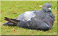 J3675 : Feral pigeon, Victoria Park, Belfast (3) by Albert Bridge