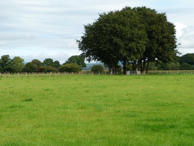 Tree on a field boundary, north of Llan Lane