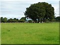 SO3304 : Tree on a field boundary, north of Llan Lane by Christine Johnstone