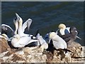 TA2073 : It's crowded up here, Bempton Cliffs by Robin Drayton