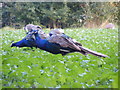 TM3569 : Peacocks grazing on the Church Land Trust field by Geographer