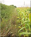 ST6824 : Path to Pevlings Farm by Derek Harper