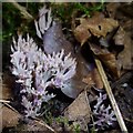 NS3878 : A coral fungus by Lairich Rig