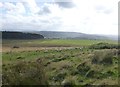  : Sheep on Eglingham Moor by Russel Wills