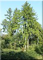 SP9308 : Pines beside Footpath No.12 in High Scrubs  by Rob Farrow