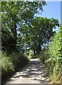 SS7615 : Trees at Lutworthy by Derek Harper