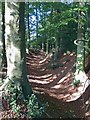 SP9207 : Cholesbury Camp (3) - Inner ditch, western side by Rob Farrow