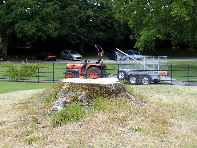 A large tree stump