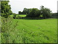 SO7007 : Hedges and lush grass near Awre by M J Richardson