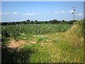 SS8014 : Crop at Witheridge by Derek Harper