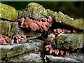 NS3977 : A slime mould - Arcyria denudata by Lairich Rig