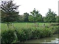 SU3468 : A row of protected young trees alongside the canal by Christine Johnstone