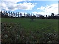 SS7914 : Lone tree in a field,and trees lining an avenue, Witheridge by David Smith