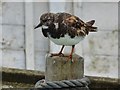 SX9256 : Turnstone posing for the camera, Brixham Harbour by Derek Voller