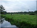 SU5166 : Cattle pasture in the Kennet valley by Christine Johnstone