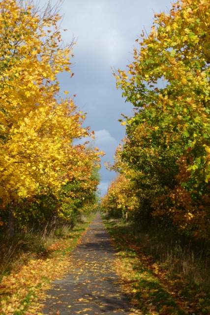 Autumn colours