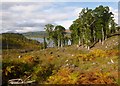 NH2501 : Oak trees, on Bolinn Hill by Craig Wallace