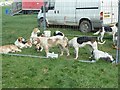 SJ0310 : Hounds at Llanfair Show by Penny Mayes