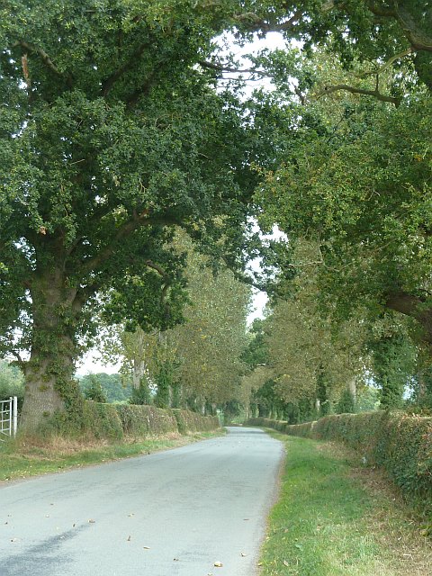 The lane near Woodlands