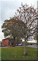 SJ9594 : Rowan Tree on Dowson Road by Gerald England