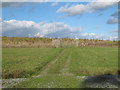 TQ4994 : Entrance to new planting area, Hainault Forest by Roger Jones