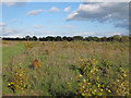 TQ4994 : Saplings in new planting area, Hainault Forest by Roger Jones