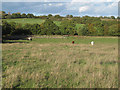 TQ4993 : Cows in pasture, Havering Park Farm, Hainault Forest by Roger Jones