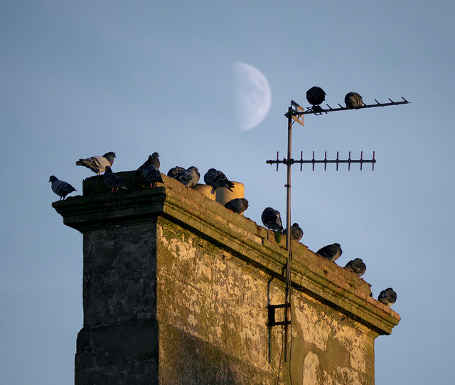 Chimney, Bangor