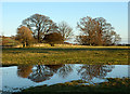 NY9921 : Trees and reflections near to Romaldkirk by Trevor Littlewood