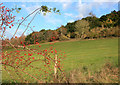 SU5978 : Field, Woods and Rosehips by Des Blenkinsopp