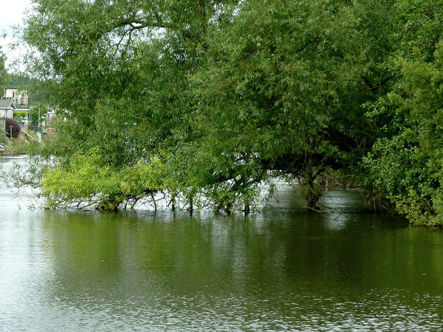 Riverside willow south-east of Shrawley, Worcestershire