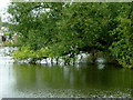 SO8163 : Riverside willow south-east of Shrawley, Worcestershire by Roger  D Kidd