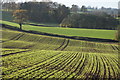 SO6559 : Winter cereals near Collingwood by Philip Halling