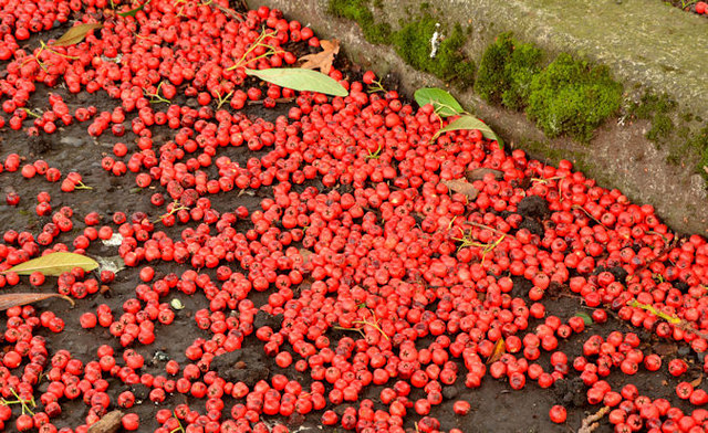 Cotoneaster berries, Stranmillis, Belfast (1)