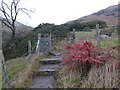 NS9197 : Rowan bush by the gate, Mill Glen by Alan O'Dowd