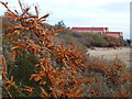 TF9145 : Colourful bushes by the lifeboat station by Richard Humphrey