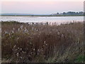 TF8244 : Reeds and flooded marshland at Burnham Norton by Richard Humphrey