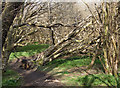 SS8577 : Fallen tree, Cwm y Gaer by eswales