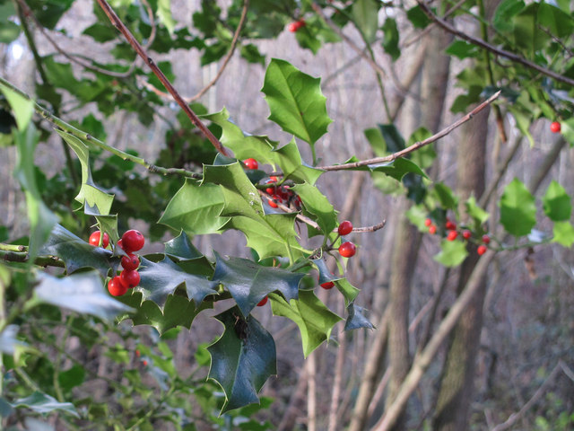 Holly and berries