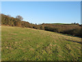 TQ7986 : Bees Field, Hadleigh Country Park by Roger Jones