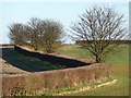 SK9023 : Trees on a field boundary, north of Crossway Farm by Christine Johnstone