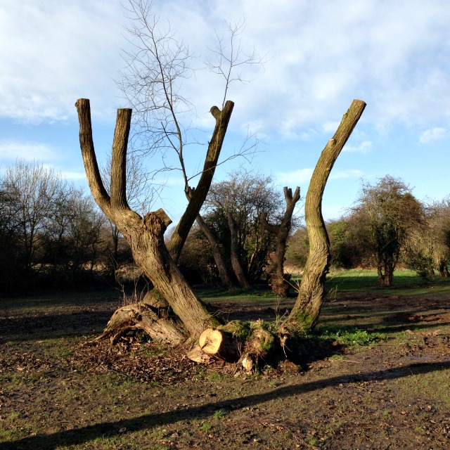 Pollarded willow