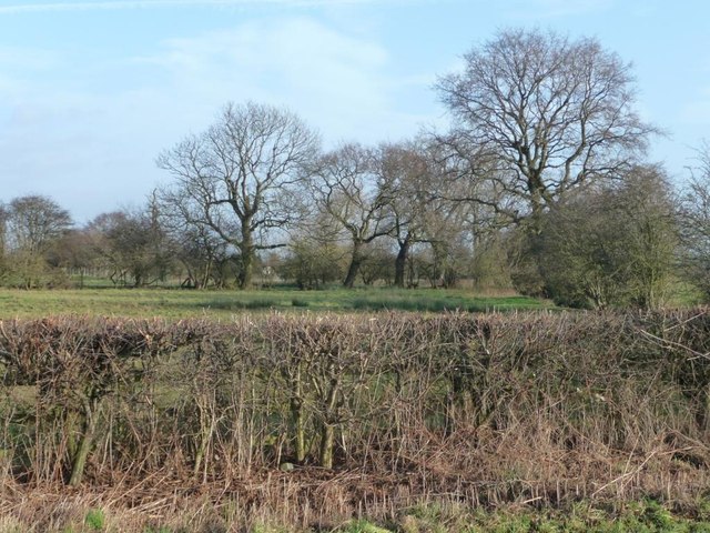 Trees along field boundaries, south of Efflinch