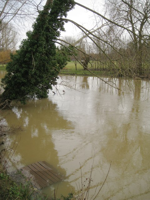 Leaning poplars, River Avon by Emscote Gardens, Warwick 2014, January 8, 12:53