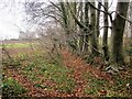 SE4626 : Beeches, Fryston Park by Derek Harper